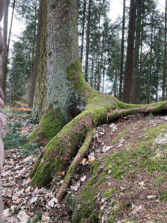 Szenerie im Wald